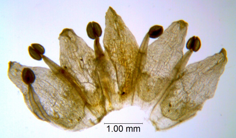 Cuscuta pauciflora; Chile, SebastiÃ¡n Teillier s.n. (WLU)