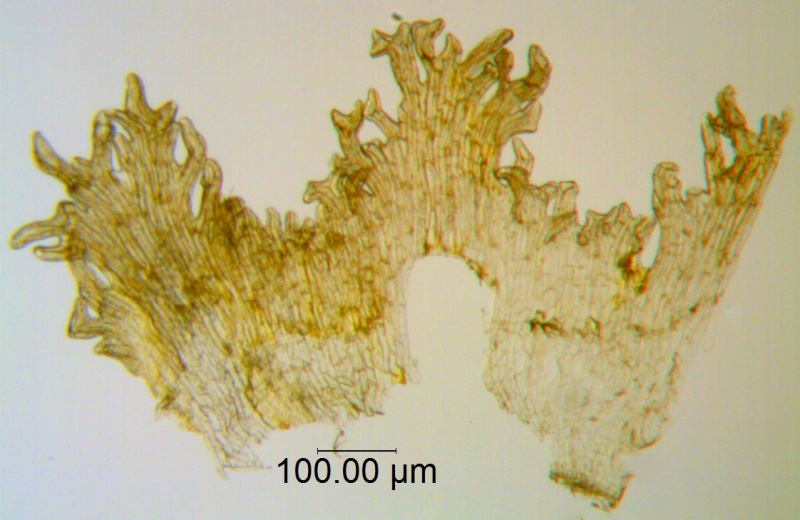 C. pauciflora; SebastiÃ¡n Teillier, Chile
