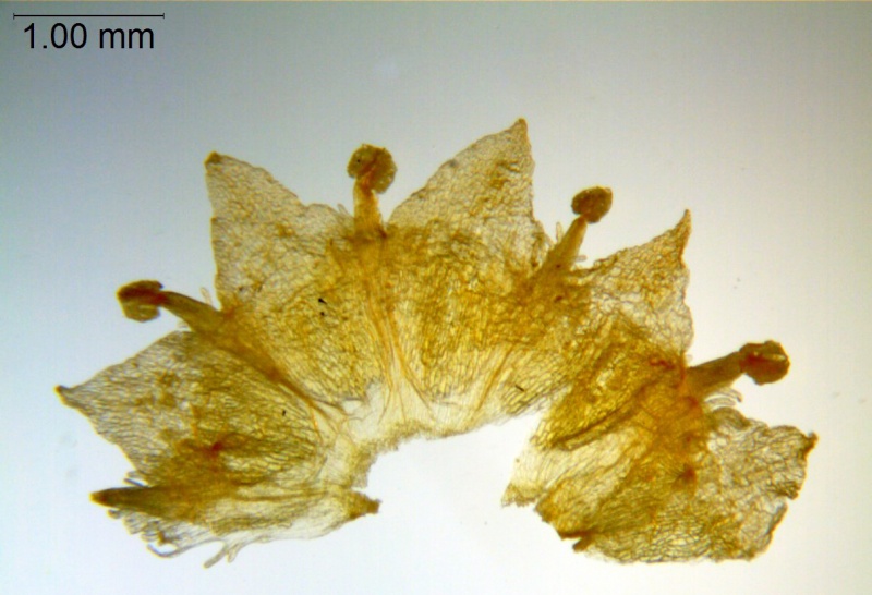 Cuscuta pentagona; U.S.A., Oklahoma, Cory 58858 (SMU)
