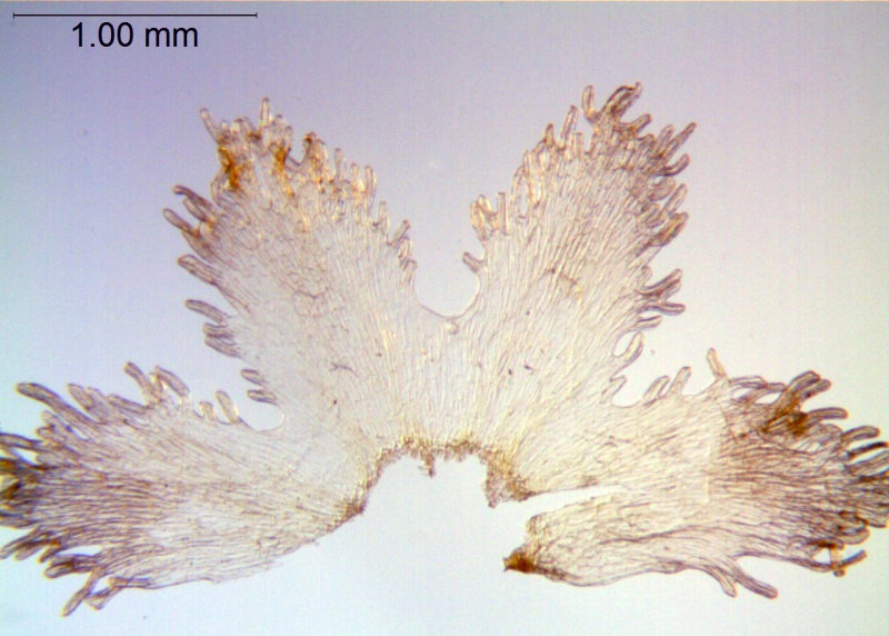 Cuscuta pentagona; U.S.A., Oklahoma, Cory 58858 (SMU)