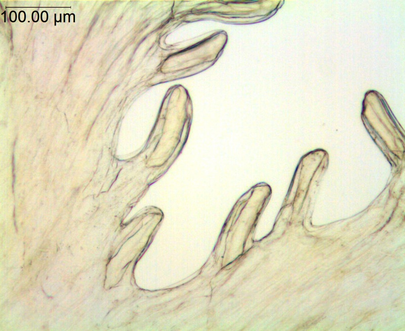 Cuscuta pentagona; U.S.A., Oklahoma, Cory 58858 (SMU)