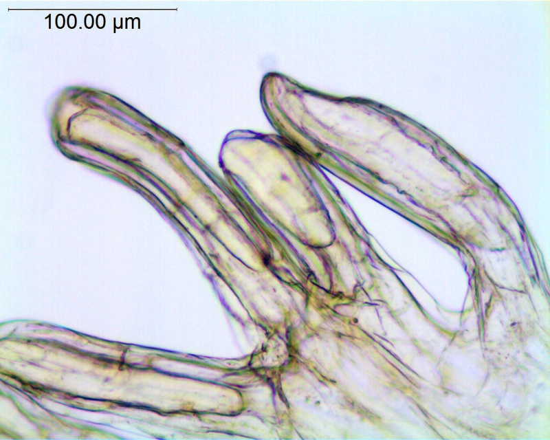 Cuscuta pentagona; U.S.A., Oklahoma, Cory 58858 (SMU)