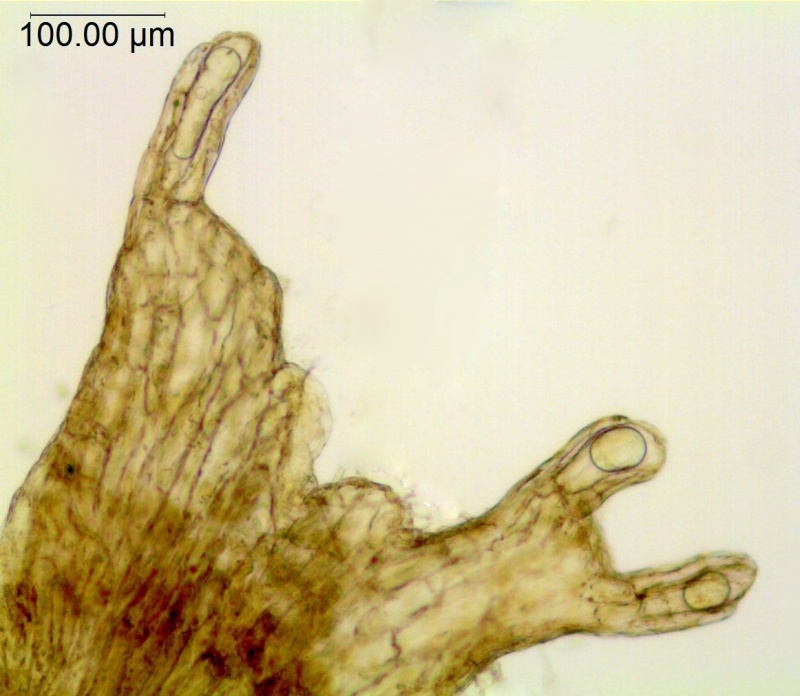Cuscuta polygonorum; U.S.A., Indiana, Yuncker 10836 (NY)
