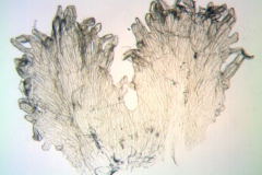 Cuscuta acuta; Galapagos, Fagerlind & Wibom 3401 (S)