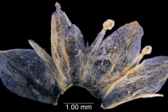 Cuscuta australis var. cesatiana, Hungary, Barath s.n. (WLU)