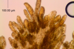 Cuscuta burrelli; Brazil, Heringer et al. 43 (UB)