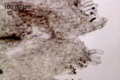 Cuscuta cassytoides; South Africa, Balkwill 6968 (NU)