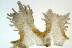 Cuscuta cristata; Argentina, Cabrera 7144 (NY)