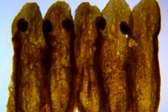 Cuscuta parodiana; Argentina, Novara 7976 (S)