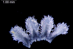 Cuscuta platyloba; Argentina, Burkart 10554 (CTES)