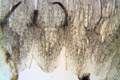 Cuscuta punana; Ecuador, Madsen 63850 (AAU)