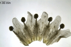 Cuscuta tasmanica; Australia, Barker s.n. (CANB)