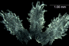 Cuscuta tasmanica; Australia, Barker s.n. (CANB)