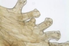 Cuscuta killimanjari; Malawi, Lacroix 4559 (MO)