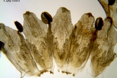 Cuscuta suaveolens; California, Dudley 63294 (CAS)
