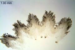 Cuscuta suaveolens; California, Dudley 63294 (CAS)