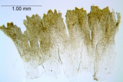 Cuscuta americana; Mexico, Van Devender 2000-745 (WLU)