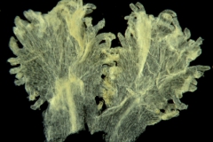 Cuscuta argentiniana; Argentina, Krapovickas & Schinini 36049 (CTES