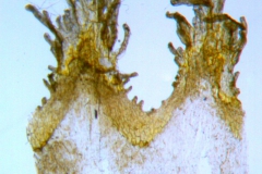Cuscuta aurea; Mexico, Rzedowski 27017 (IEB)