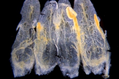 Cuscuta cephalanthi; U.S.A, Illinois, McDonald s.n. (NMS)