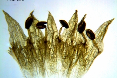 Cuscuta choisiana; Purpus 4971, (Type, US)