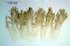 Cuscuta choisiana; Purpus 4971, (Type, US)