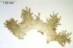 Cuscuta corniculata; Brazil, Stannard et al. 51861 (G)