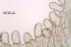 Cuscuta corymbosa var stylosa; Mexico, Rzedowski 28752 (UCR)