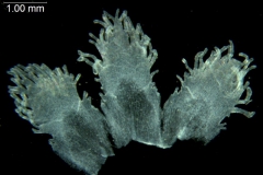 Cuscuta cotijana; Mexico, GarcÃ­a Ruiz 7412 (WLU)