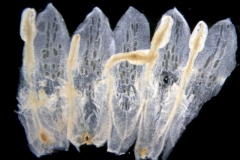 Cuscuta cuspidata; Texas, Higgins 12480 (SMU)