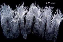 Cuscuta cuspidata; Texas, Higgins 12480 (SMU)