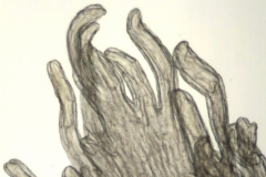 Cuscuta cuspidata; Texas, Higgins 12480 (SMU)