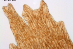 Cuscuta dentatasquamata; U.S.A., Arizona, Lemmon s.n. (UC)
