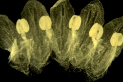 Cuscuta denticulata; California, Thomas 8904 (UC)