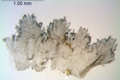 Cuscuta erosa; Mexico, Van Devender et al. 2005-1226 (WLU)