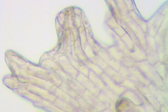 Cuscuta erosa; Mexico, Van Devender et al. 2005-1226 (WLU)