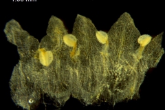 Cuscuta europea; Netherlands, Kramer et al. s.n. (NY)