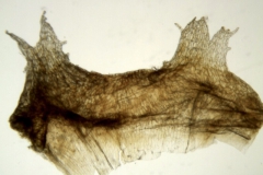 Cuscuta flossdorfii var. pampagrandensis; Bolivia, Mendoza & Acebo 919 (MO)