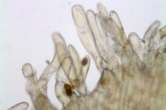 Cuscuta gigantea; Afghanistan, Koie 2597 (NY)