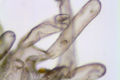 Cuscuta gigantea; Afghanistan, Koie 2597 (NY)