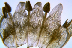 Cuscuta glabrior; U.S.A., Texas, Wolff 3270 (NY)