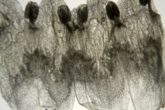 Cuscuta globulosa; Puerto Rico, Urban 855 (S)