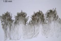 Cuscuta globulosa; Puerto Rico, Urban 855 (S)