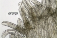 Cuscuta globulosa; Puerto Rico, Urban 855 (S)