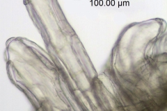 Cuscuta globulosa; Puerto Rico, Urban 855 (S)