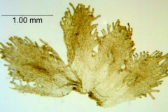 Cuscuta gracillima; Mexico, Van Devender et al. 2006-160 (WLU)