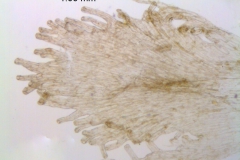 Cuscuta gracillima; Mexico, Van Devender et al. 2006-160 (WLU)