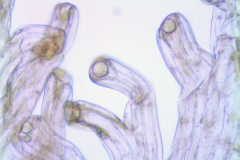 Cuscuta gracillima; Mexico, Van Devender et al. 2006-160 (WLU)