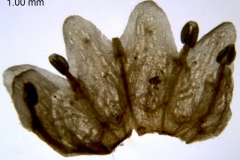 Cuscuta gronovii var. gronovii; Santo Domingo, Turckheim 3573 (S)