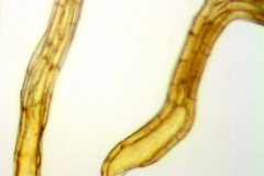 Cuscuta gronovii var. latiflora; U.S.A., Idaho, Tidestrom 2802 (CAS)